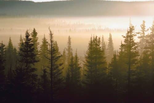 Coniferous trees stand in a foggy forest with layered hills in the background under soft tribal morning light.